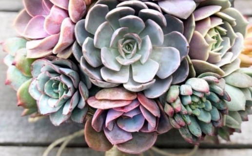 自由恋爱时代揭示爱情与自由的真实面貌